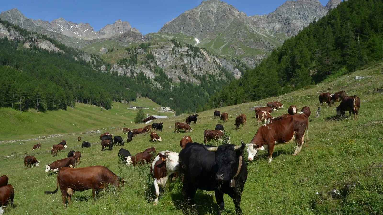 Les races bovines valdôtaines – Pie rouge, pie noire et châtaigne : trois robes pour une même race de montagne