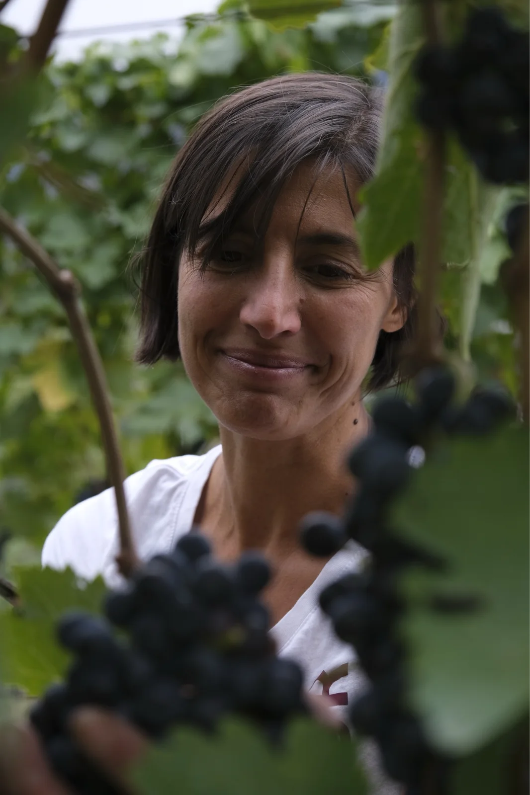 Maison Vagneur – Des vignes de montagne retrouvées au pied du clocher de Saint-Nicolas