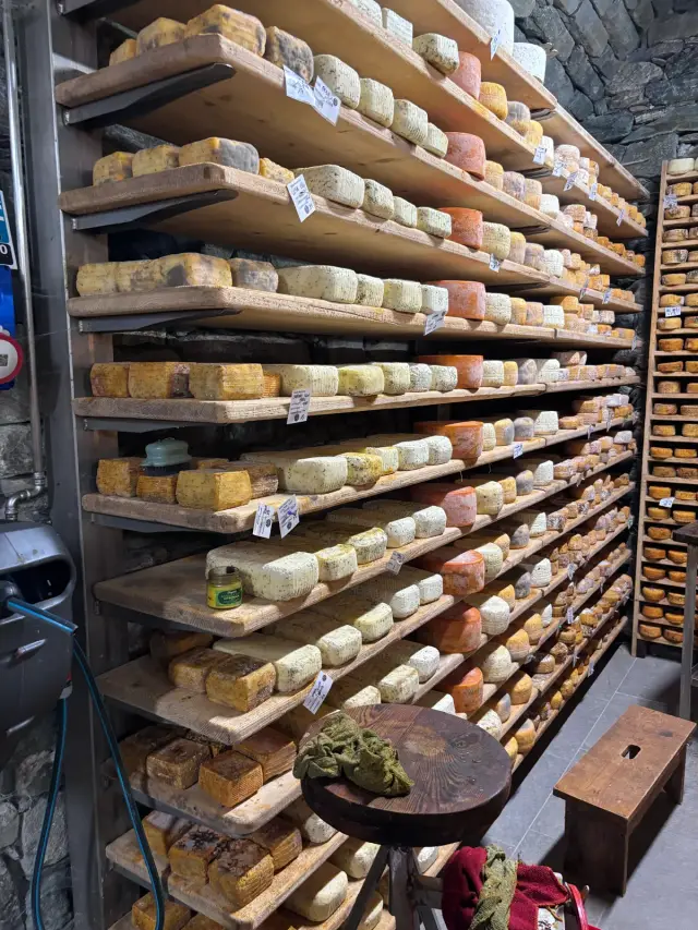 Herb and pepper cheeses and tommes