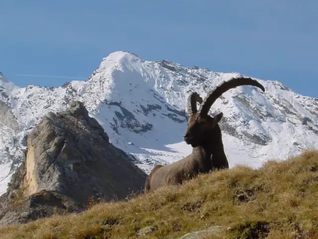 Le parc national du Grand-Paradis