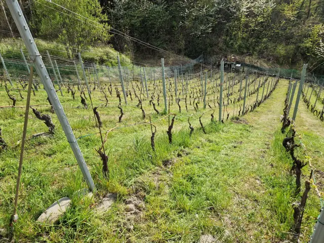 Crotta di Prado – photo 2