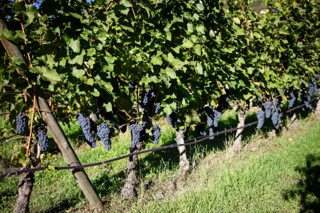 Institut Agricole Régional – photo 3