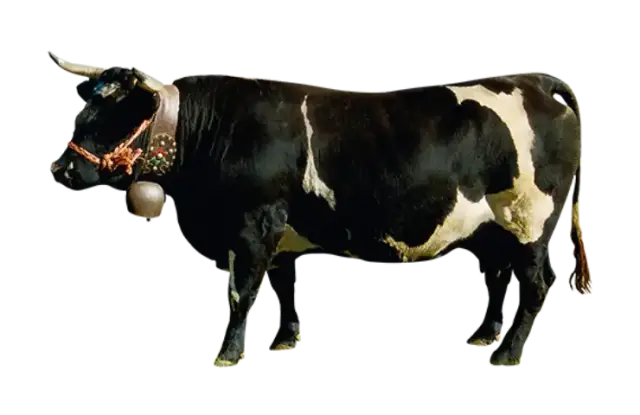 La Fontina – photo 2