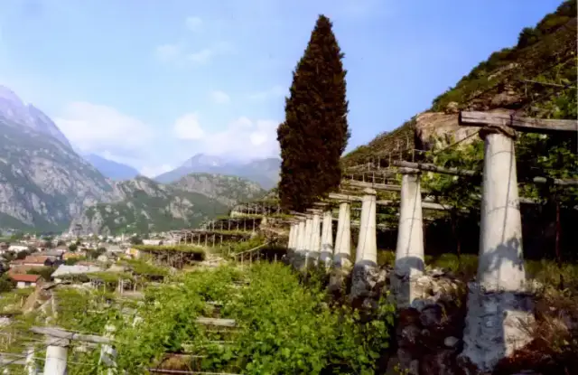 The vineyards of the Aosta Valley
