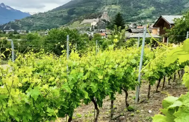 La Cave des Onze Communes – photo 2