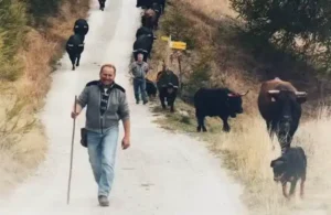 Lire la suite à propos de l’article La Désalpe