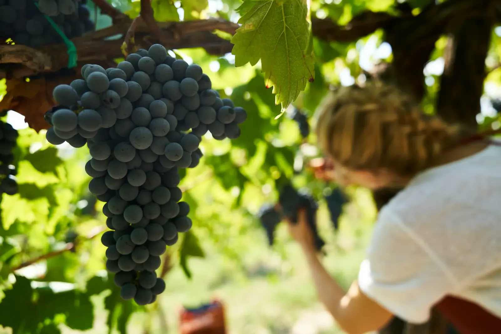 Vigne a terrazze in Valle d’Aosta